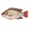 Tilapia GS, Farm Raised, 550-750