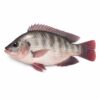 Tilapia C&G, Farm Raised, 550-750