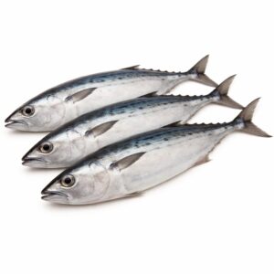 Whole Round Bonito (Auxis Rochei), Wild Catch, 3-5