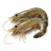 Fresh Water Shrimp Raw HOSO, Farm Raised, 1-2