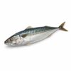 Norwegian Mackerel, Wild Catch, 400-600