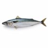 Norwegian Mackerel, Wild Catch, 600up
