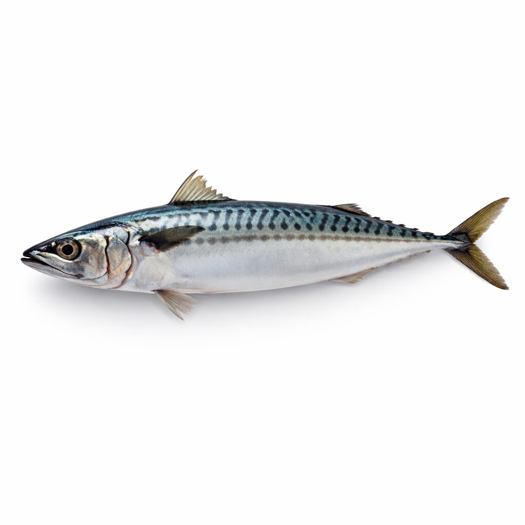 Norwegian Mackerel, Wild Catch, 600up
